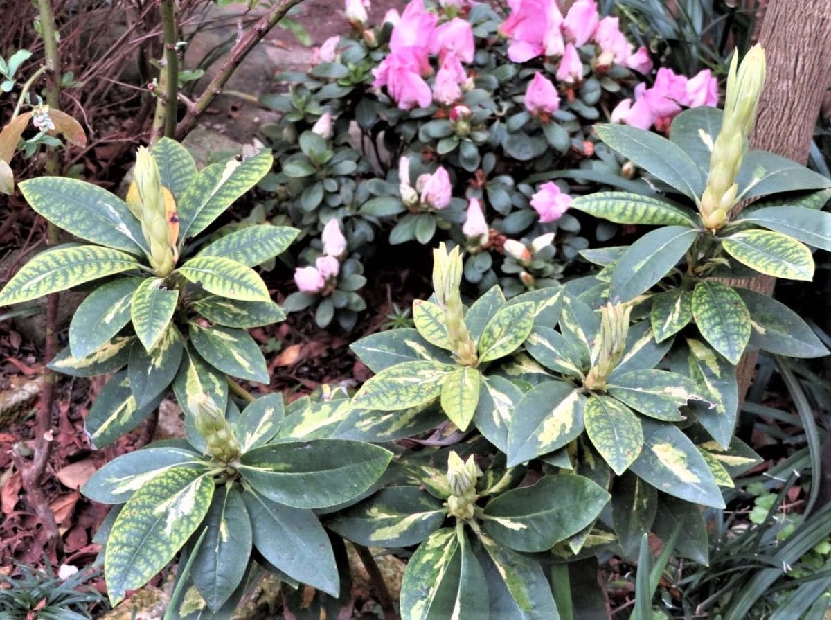 📷プレジデント・ルーズベルトの西洋シャクナゲの花蕾...🔶購入した当時は２つの花、今