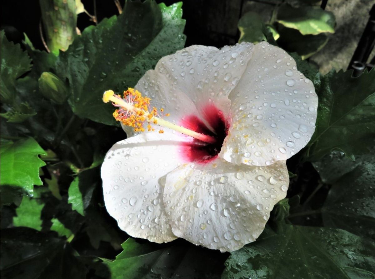 1⃣🌻ハイビスカス・フィジアンイエローの花...繰り返し良く咲く花...今日も咲き、まだ