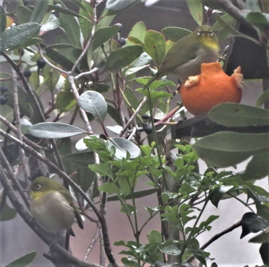 📷高い所から🍒マンリョウの実を眺めながら、🍊ミカンばかりを食べる🐦メジロくん...