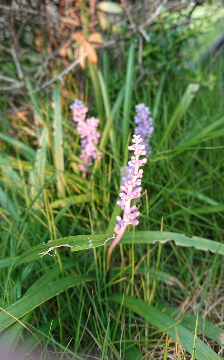 ヤブラン（リリオペ）の写真 by りょうたむ おっ( ゜o゜) 芝生のエリアのお庭を散歩し