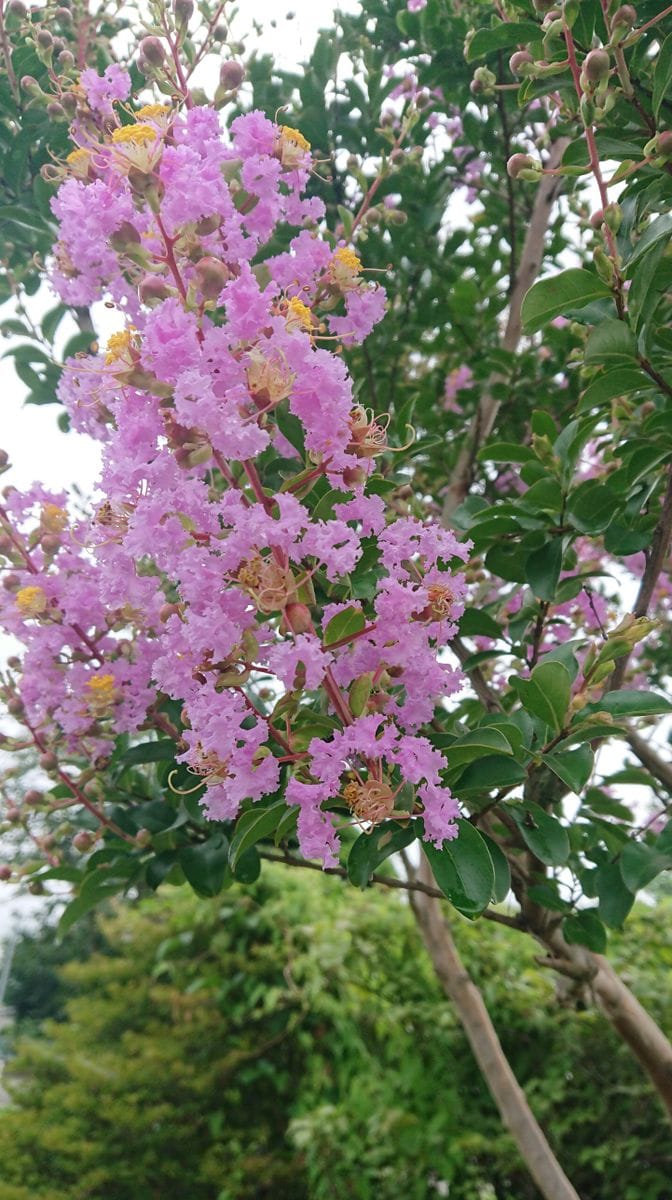 サルスベリのお花(^o^)/ この時期になると、ピンク色や薄紫のお花が、遠くからでも目