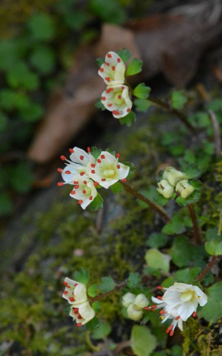 ハナネコノメ(花猫の目) ユキノシタ科ネコノメソウ属 春を告げる花です。(私にとって)