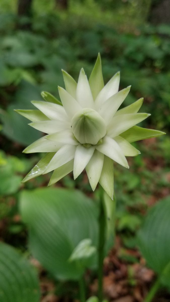 オオバギボウシ(大葉擬宝珠) キジカクシ科ギボウシ属 何の花？と思いましたが、葉の形