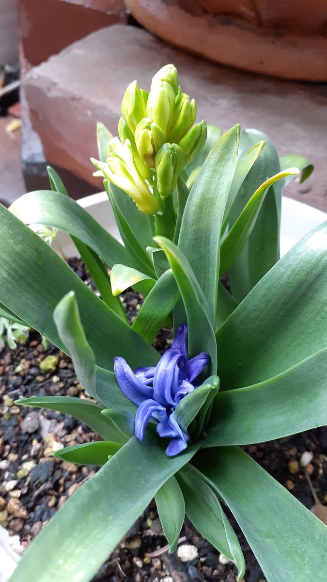 ヒヤシンス、紫💜も1輪。  春を届けに咲きます🌸 こちらは咲き始めから淑女💜のようです