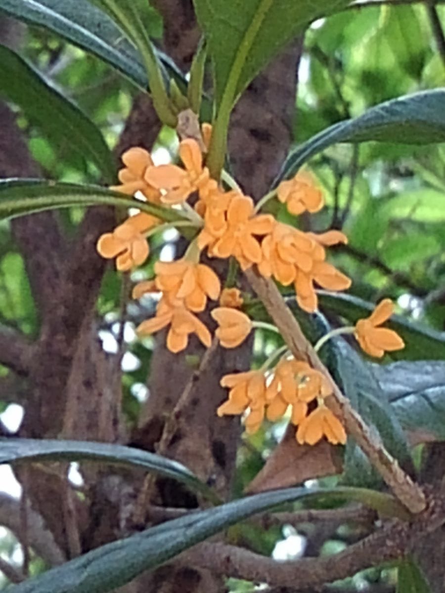 キンモクセイが良い香りです🎶   ベランダから…   【追加】最初から植えてあった物です