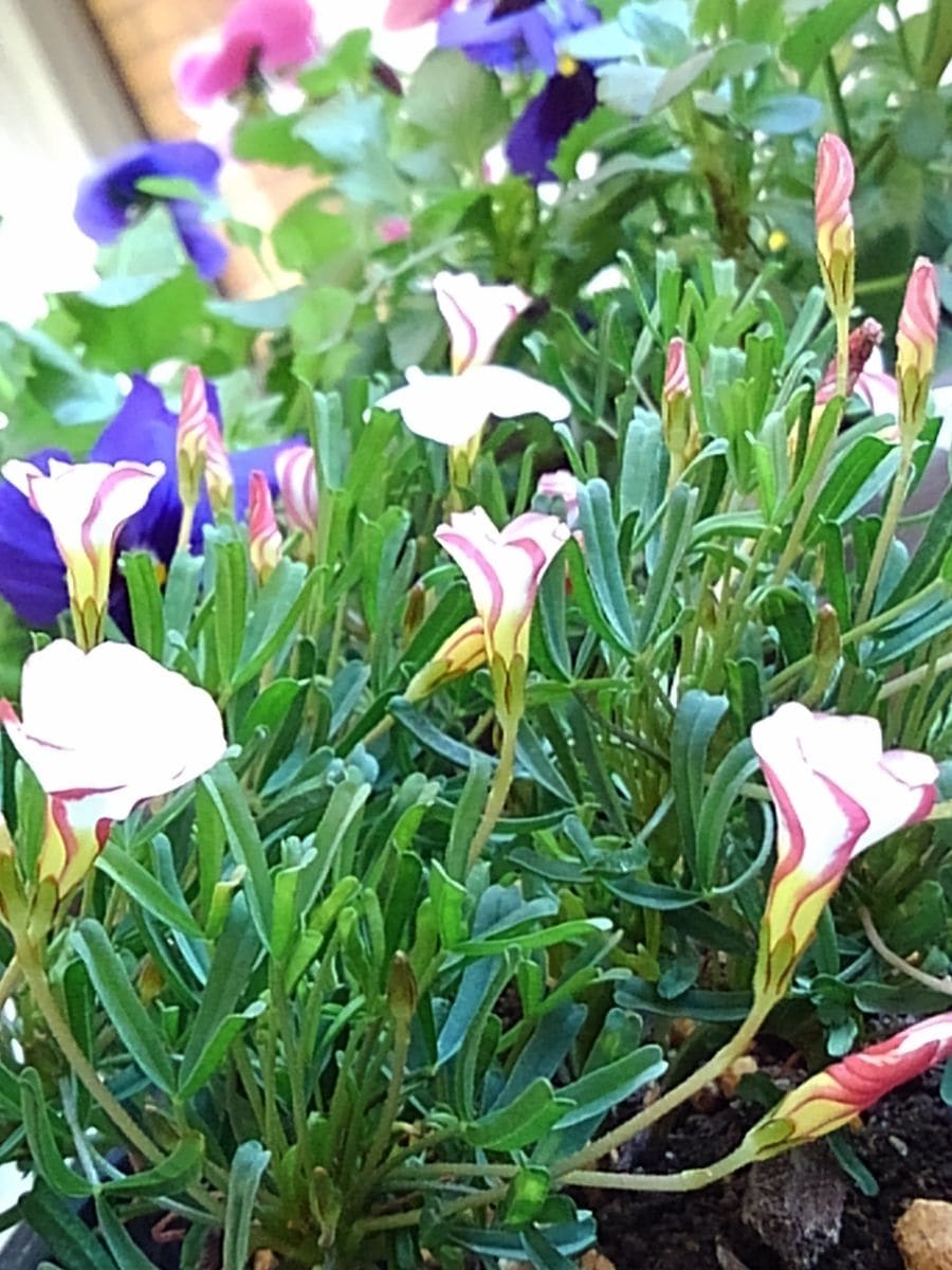 オキザリス・バーシカラー  今日はお天気が良く花が開きはじめました～🎶