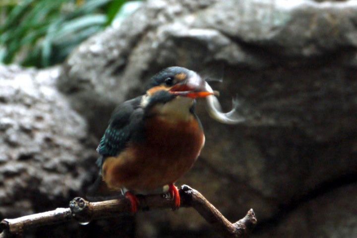 上野動物園で       日本の鳥より カワセミ