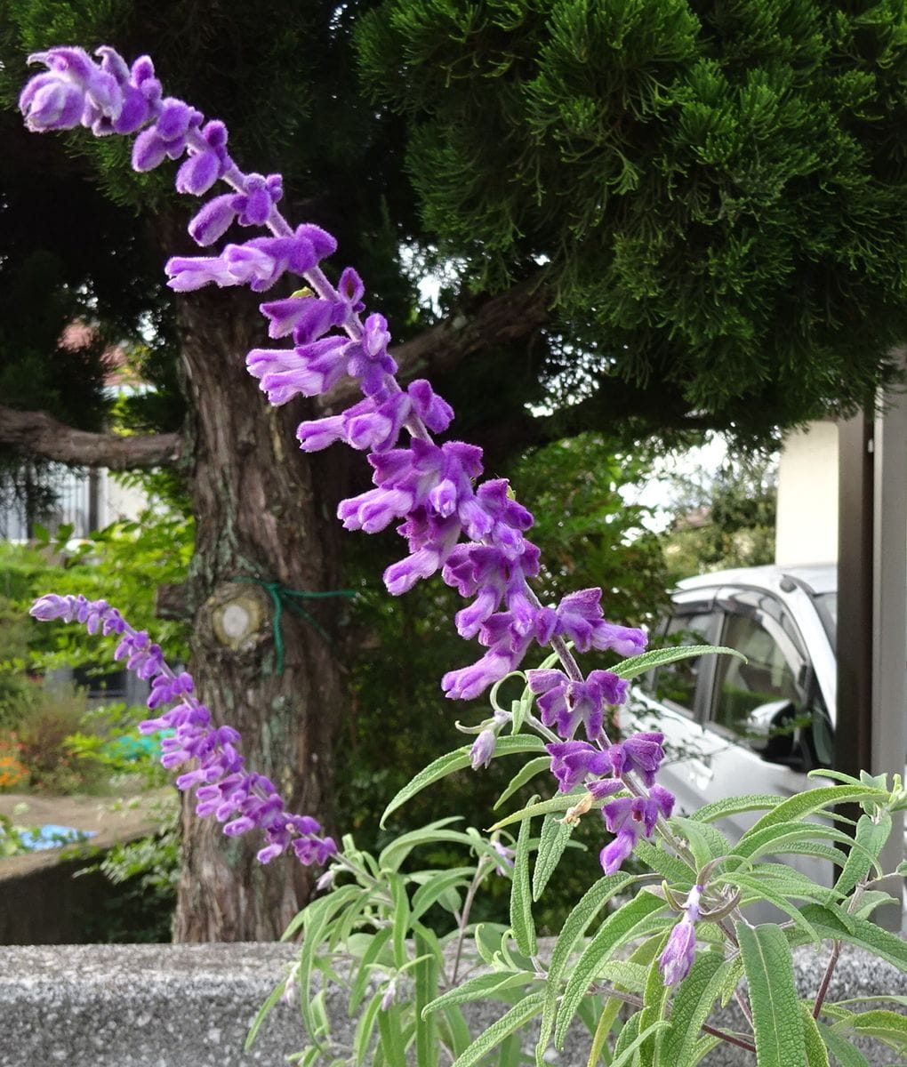 サルビア（宿根性）の写真 by しまくじら カーポート横の花壇の、アメジストセージ。 