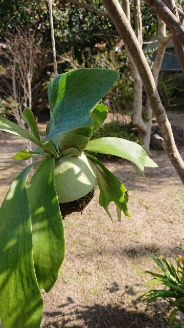 10月に入って、貯水葉が何枚も出てきました！白っぽいモフモフ可愛いです♪狭い苔玉に