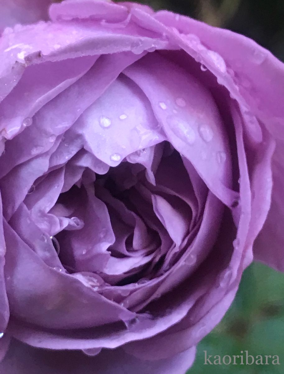 🥀 カインダブルー     雨粒💦をお顔につけて ✨