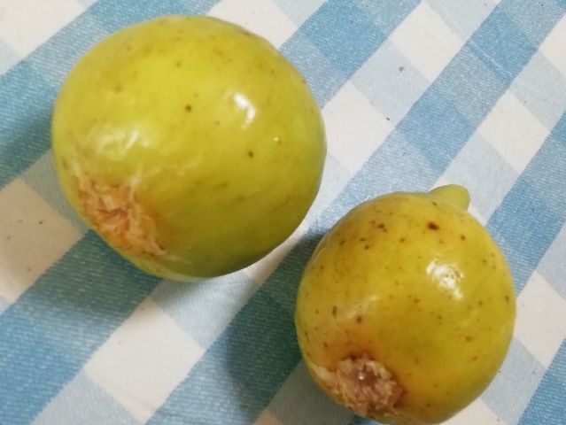 イチジクの写真 by 渋柿 イチジクゴールドフィンガー 黄金色のイチジクです。 果肉も