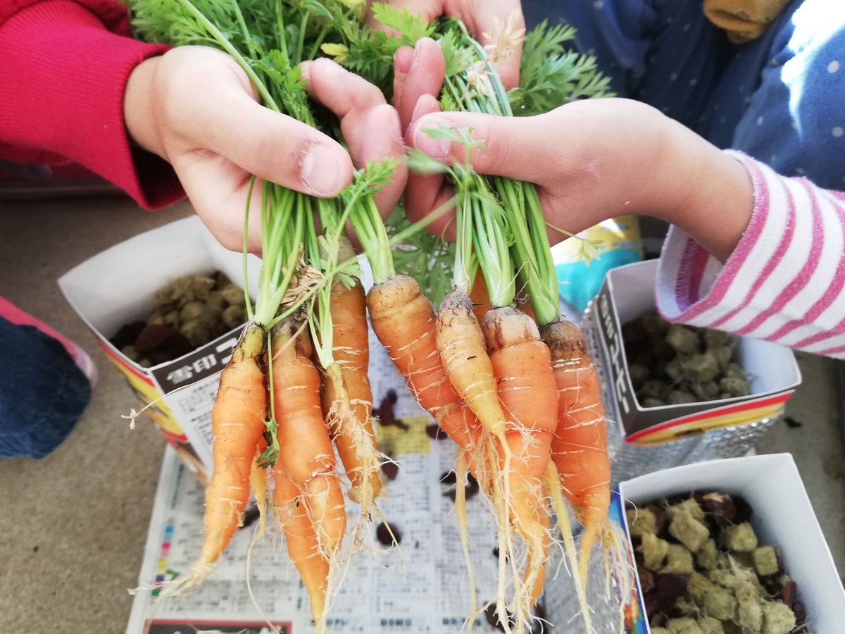 11/20 ベビーキャロット🥕 二人あわせて〰️ こんだけー😁💦