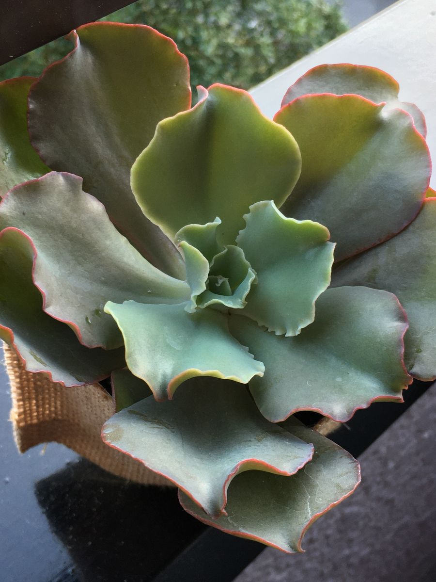 久しぶりに大きなエケベリア買いました ふりふりがカワイイ💕  Echeveria shaviana シ