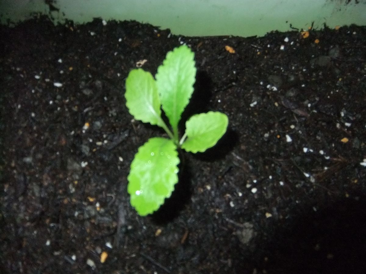 子持ち高菜を定植しました❣