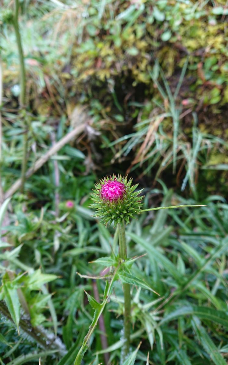 アザミの蕾(^o^)/ 姿は、キぃ〜って怒っているようですが、顔を出すと可愛いさがとて