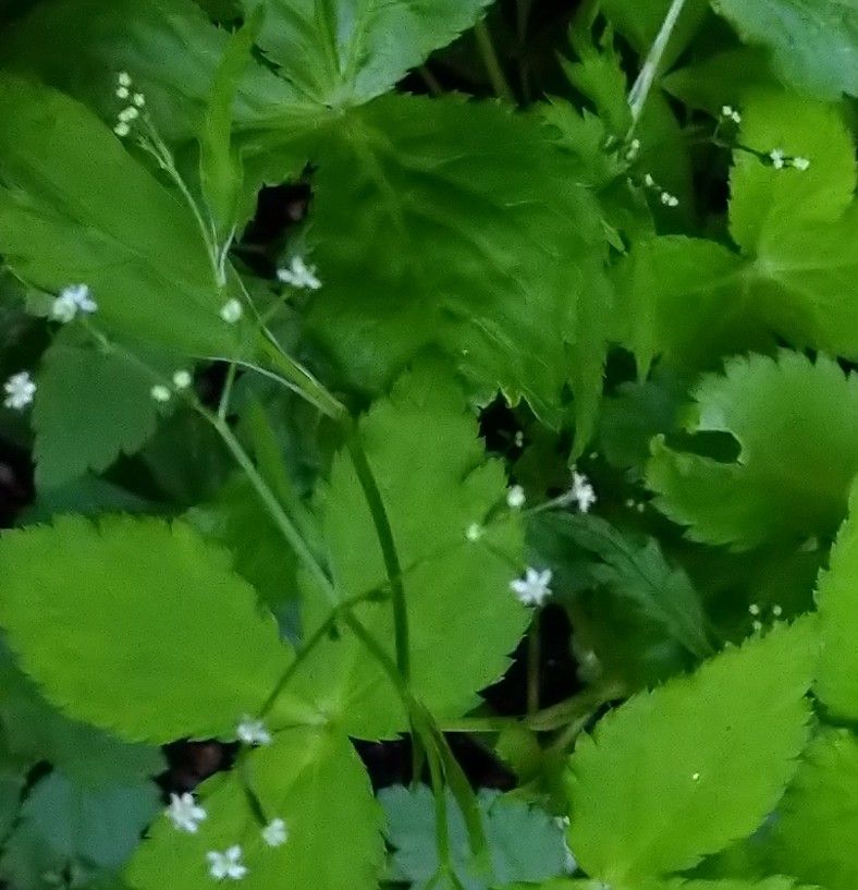 ささやかなる５枚の花びら。 花径２mmほど。 ちょと意外だった。  ミツバの花。  撮影