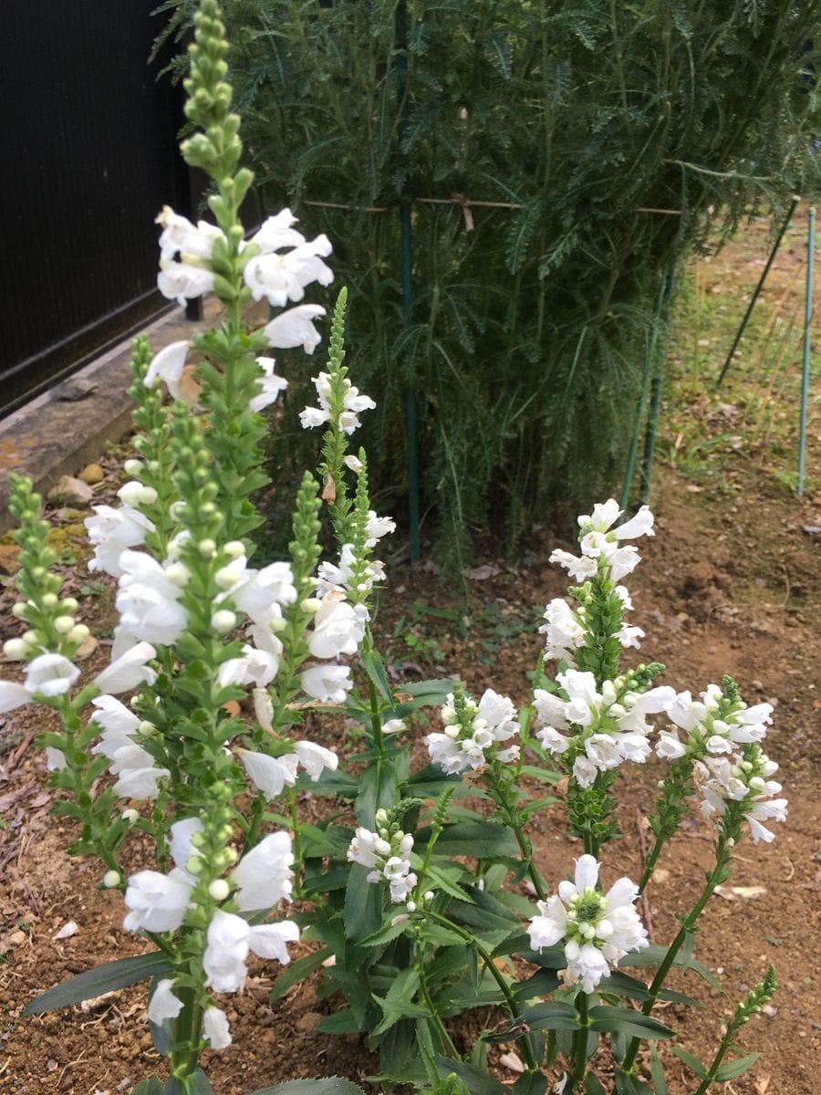 ハナトラノオ白は気持ちが穏やかになり 我が家の花達19 21 のアルバム みんなの趣味の園芸