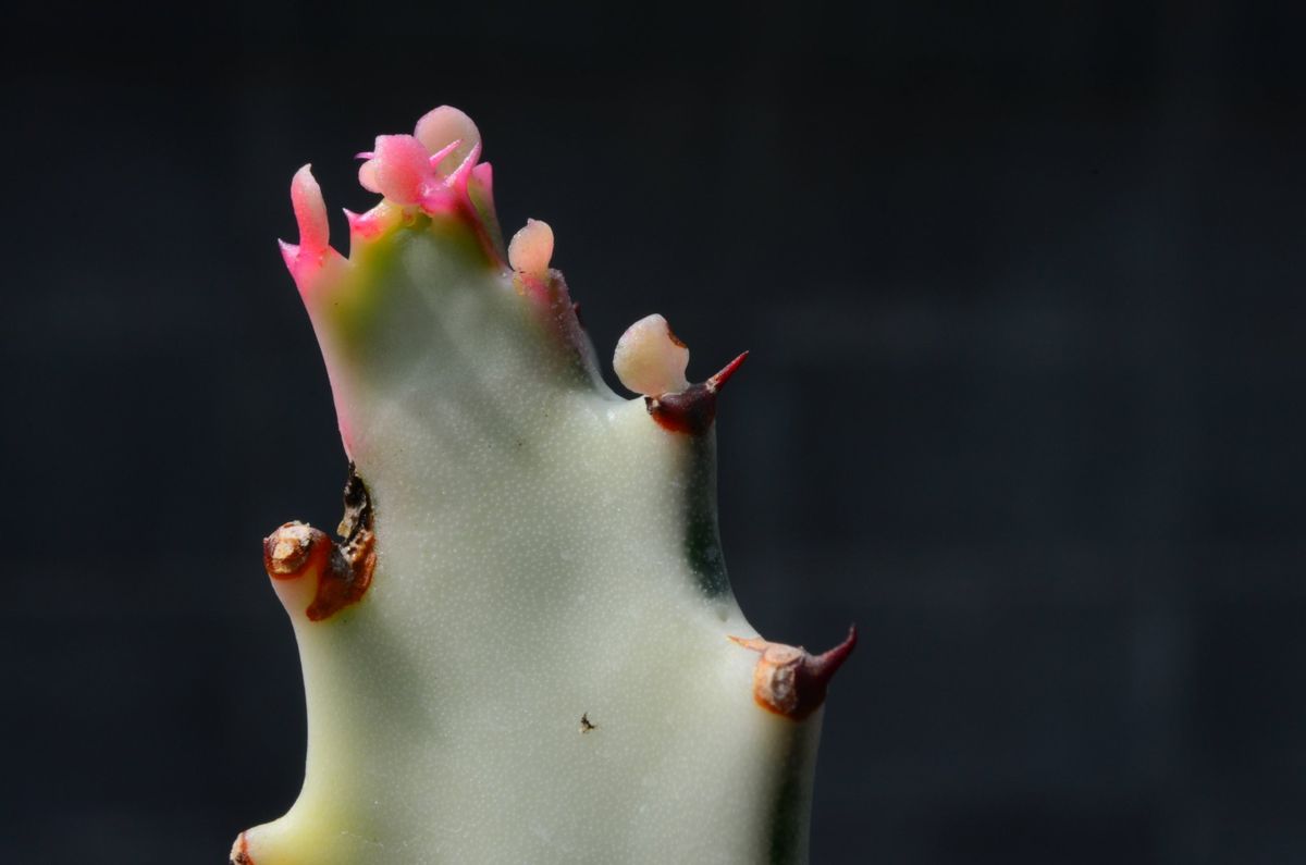 Euphorbia lactea ‘Whiteghost’  ホワイトゴーストが やっとしっかりした成長を見せて