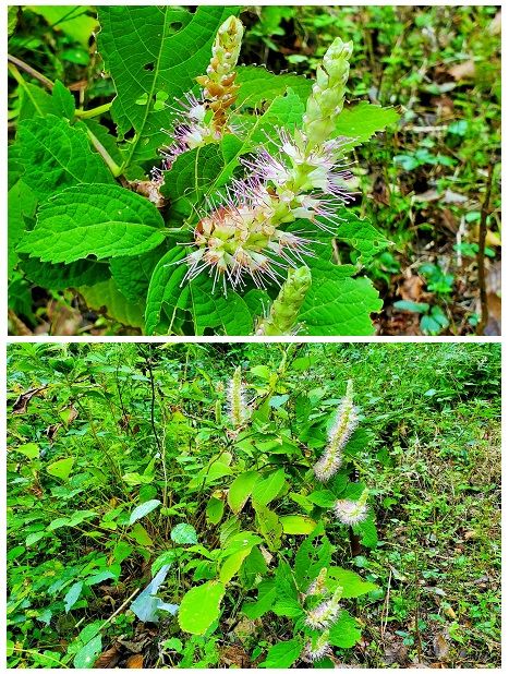 シソの写真 by shonan シソ科『ミカエリソウ』別：イトカケソウ これもブラシ状の花が