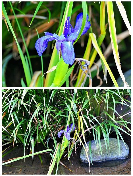 カワ吉の池に咲いているアヤメは帰り花かと思っていましたが 先日 terano-gaardenさん