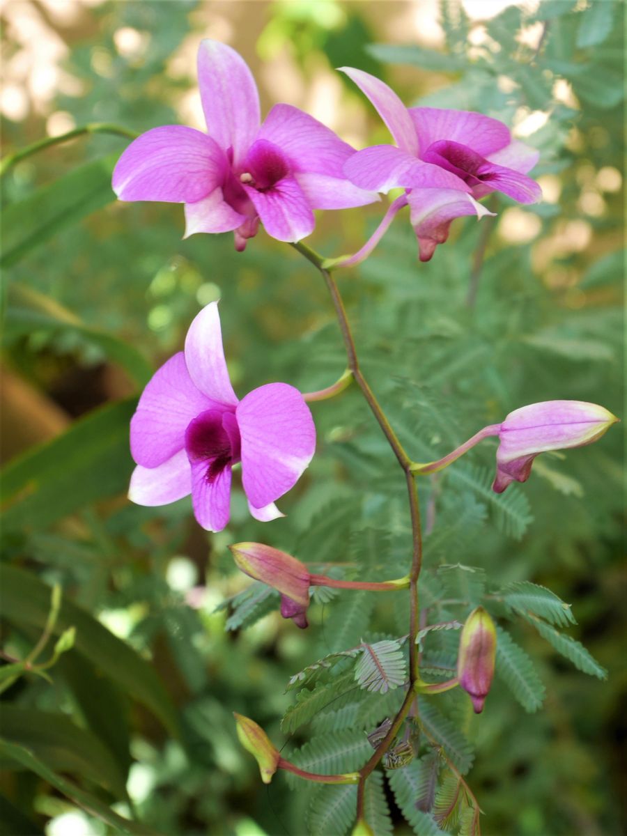 デンファレ 10/9  毎年、秋に咲きます。 細い花茎が数本(^_-)-☆ 咲き始めた花です♡