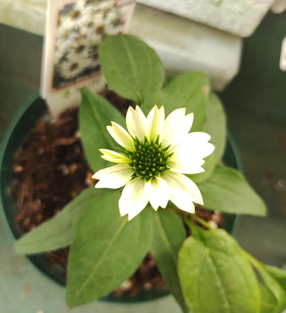 エキナセアホワイトの、お花が咲きました😘 時間がかかりましたが、咲いてくれて、 う