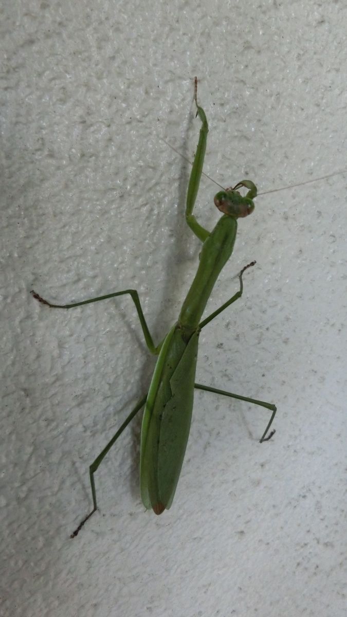 壁を登ってるカマキリは面白い…(^o^)