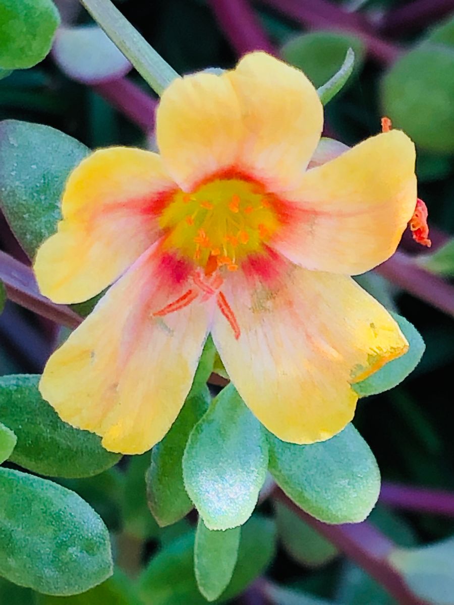 ポーチュラカの写真 by masaさん 11/7 ポーチュラカ・アプリコット  # Portulaca