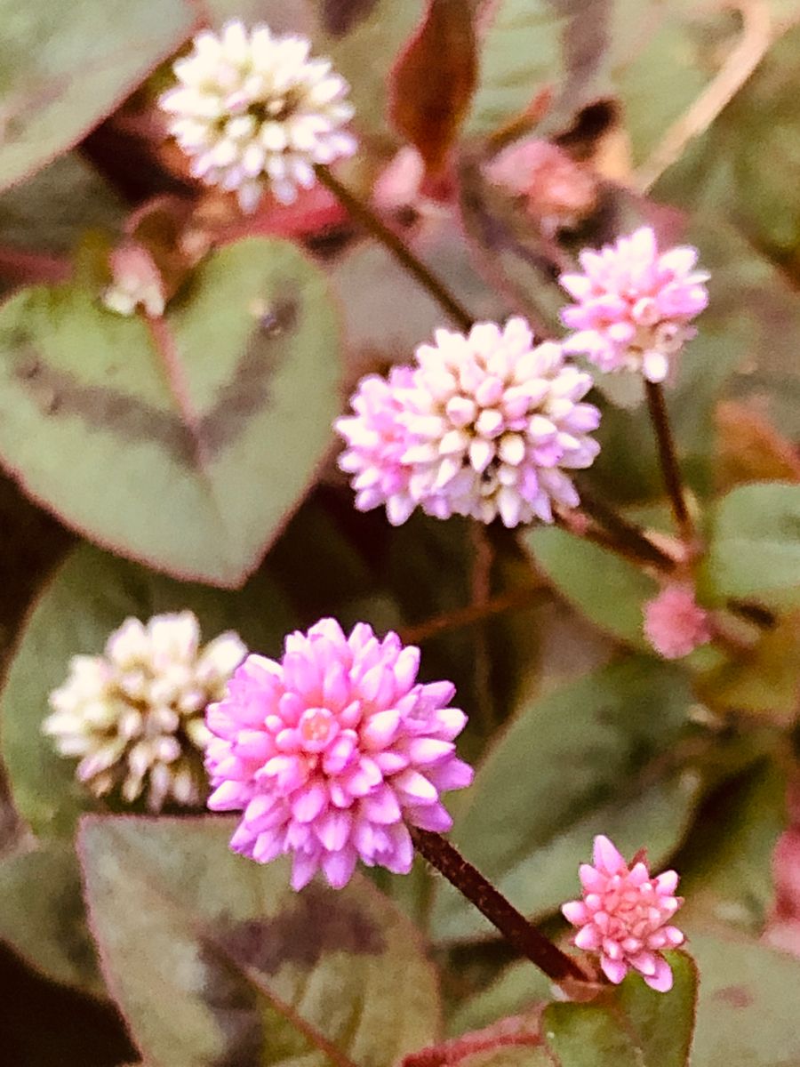 ポリゴナム  # Persicaria capitata