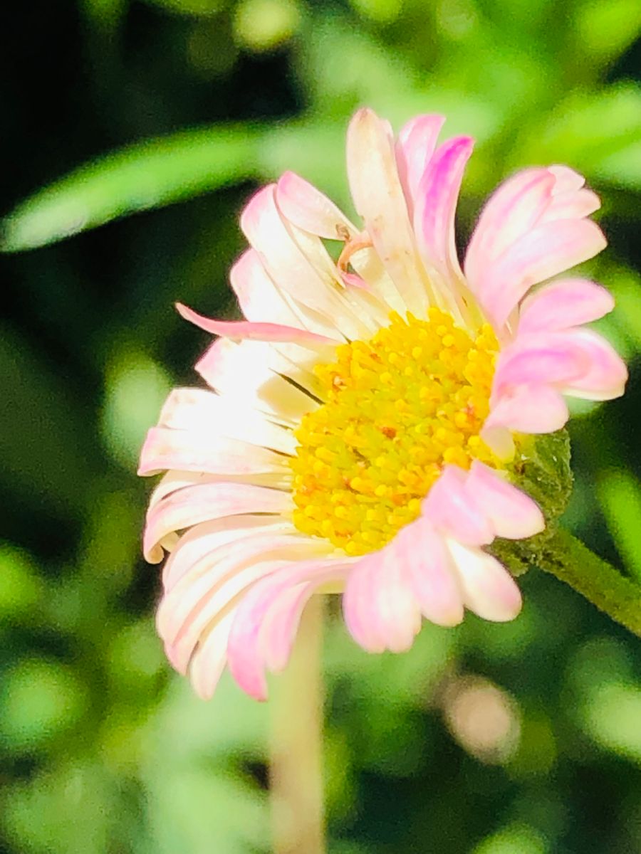 エリゲロンの写真 by masaさん エリゲロン  # Erigeron Spanish daisy