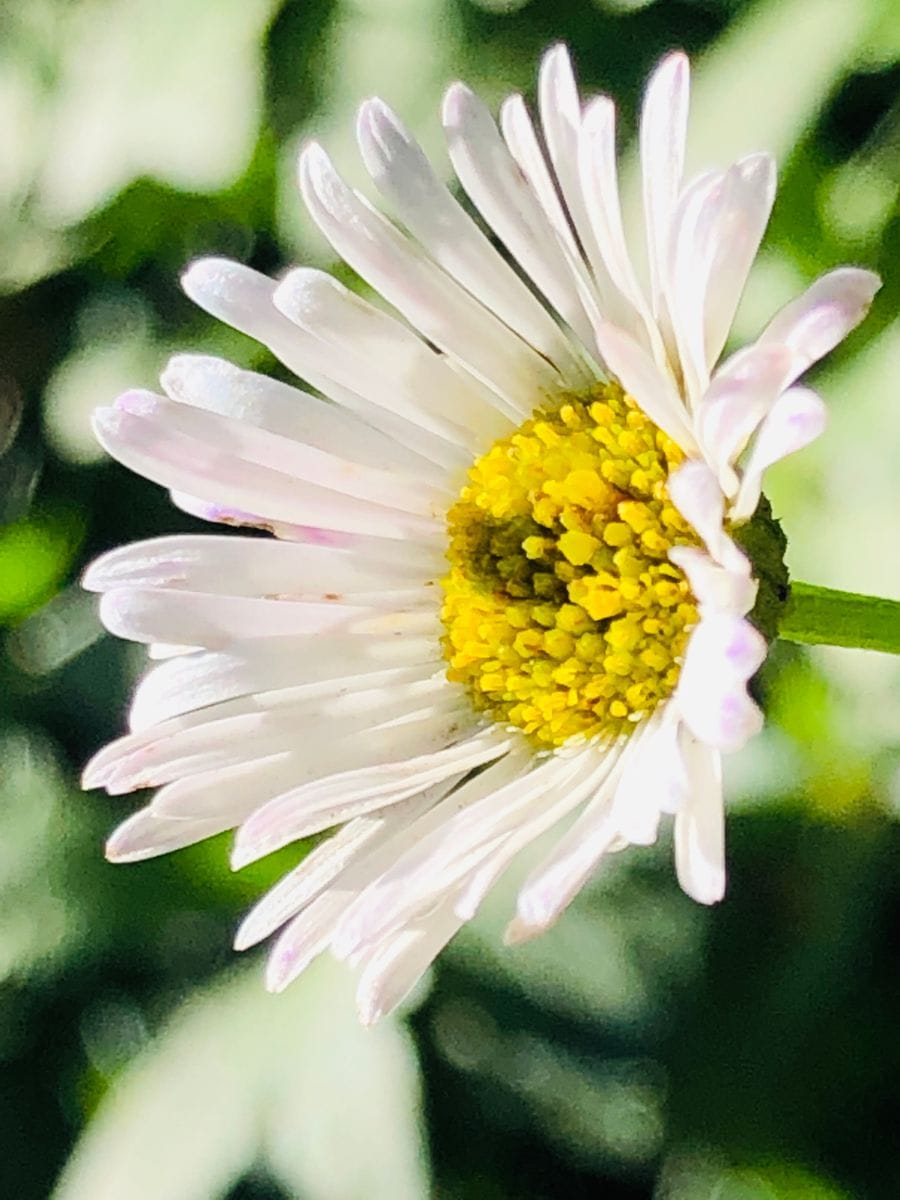 エリゲロンの写真 by masaさん エリゲロン  # Erigeron Spanish daisy