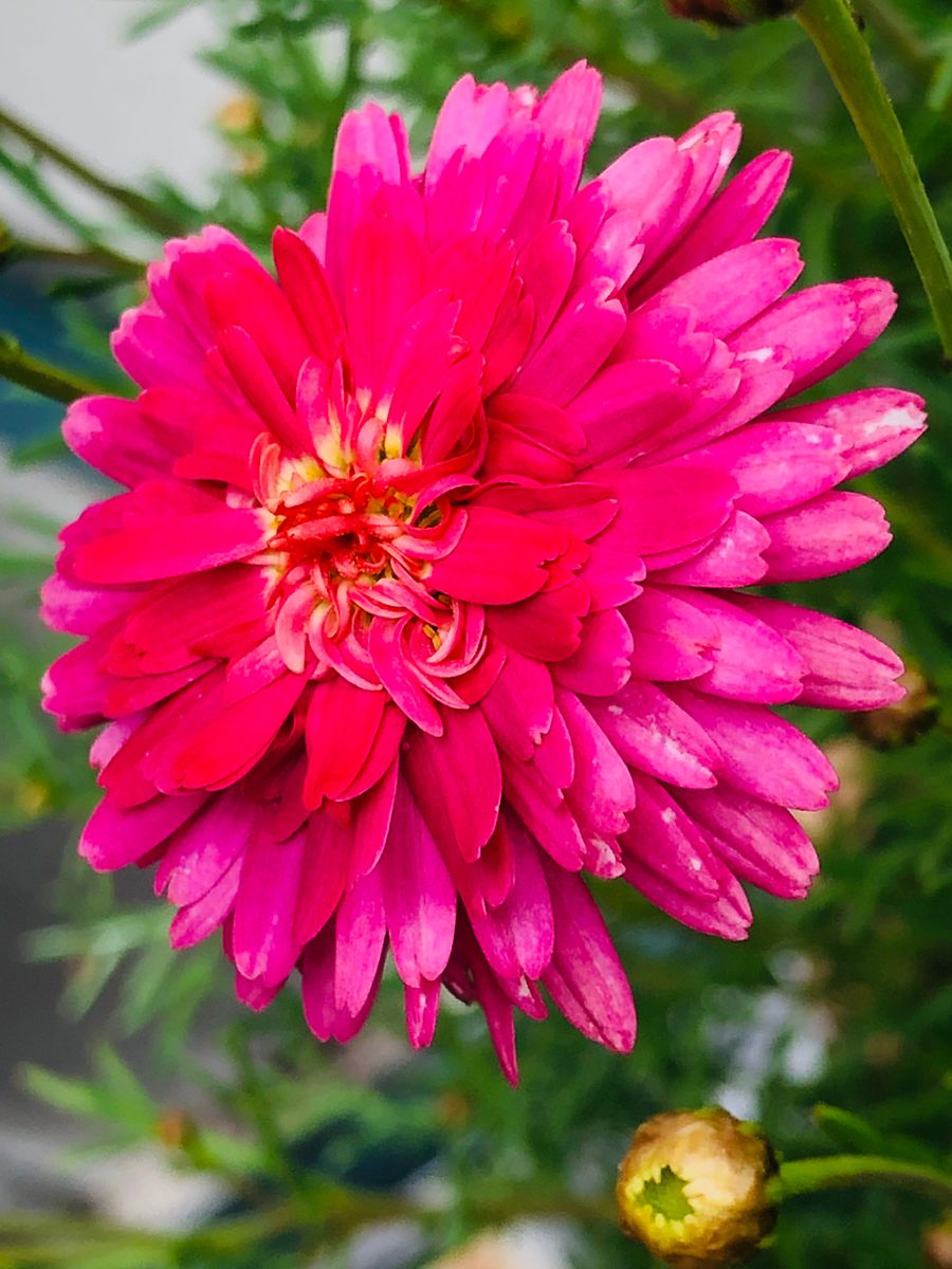 マーガレット・ファイアークラッカー 素敵な八重咲きです‼︎  # Argyranthemum