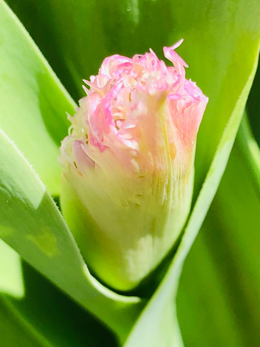 チューリップ・ハウステンボス🌷 ピンク色のフリルが可愛い品種ですが、蕾がスカスカで