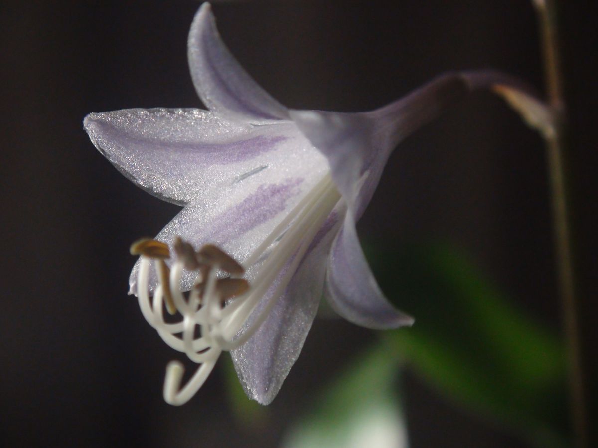 コガラシギボウシ（Hosta tardiflora var. tortifrons）