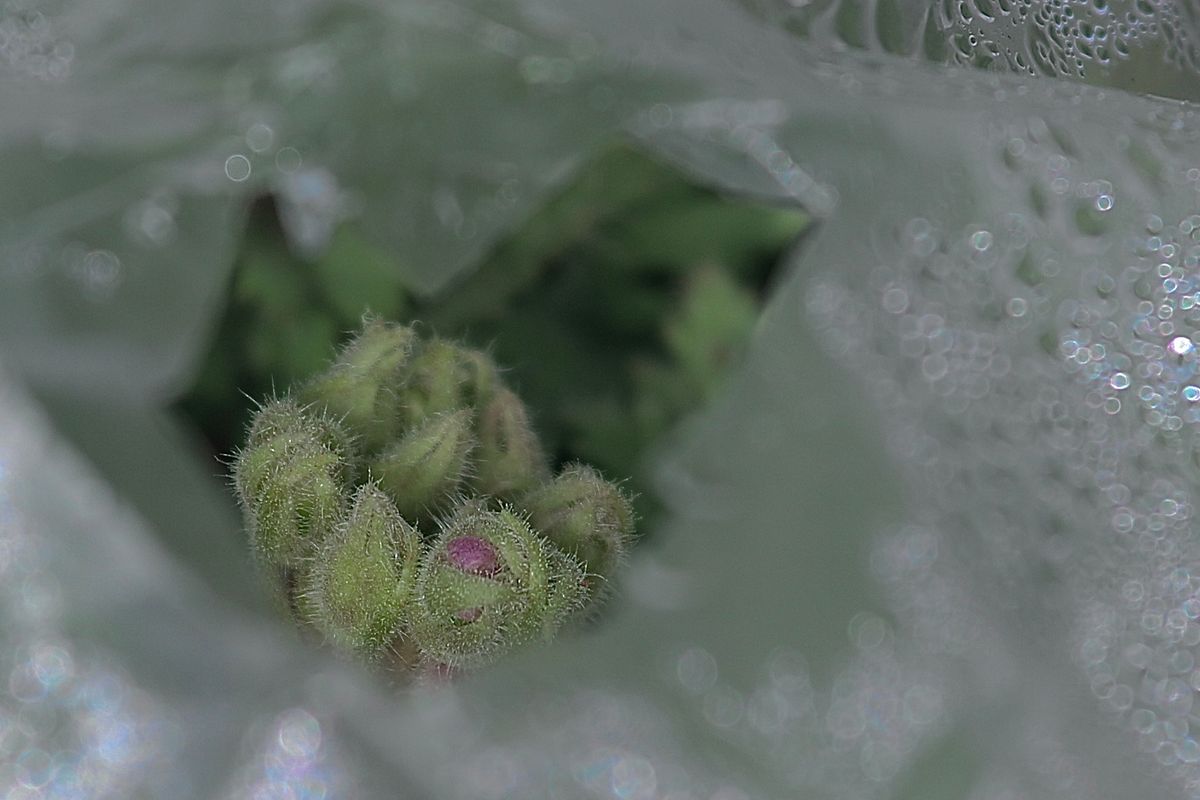 大寒の日です。蕗の薹が見つけられない代わりに、秋に苗を植えた雲南サクラソウの蕾の