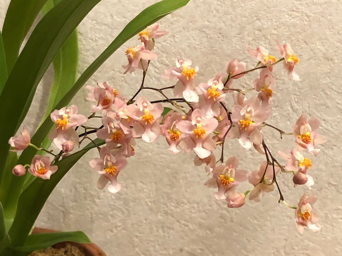 1本の花枝は満開になりました。他の枝にはまだ花は咲いていません。