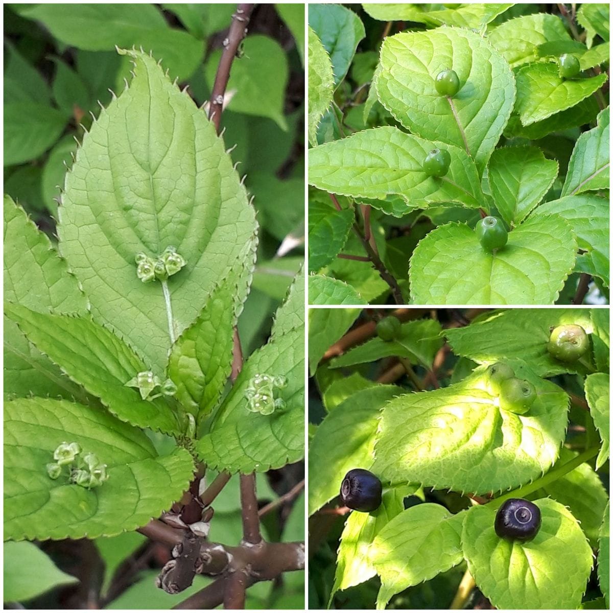 ハナイカダ(花筏) ハナイカダ科ハナイカダ属 (左)4月22日  雌雄別株、雌花です。 (右