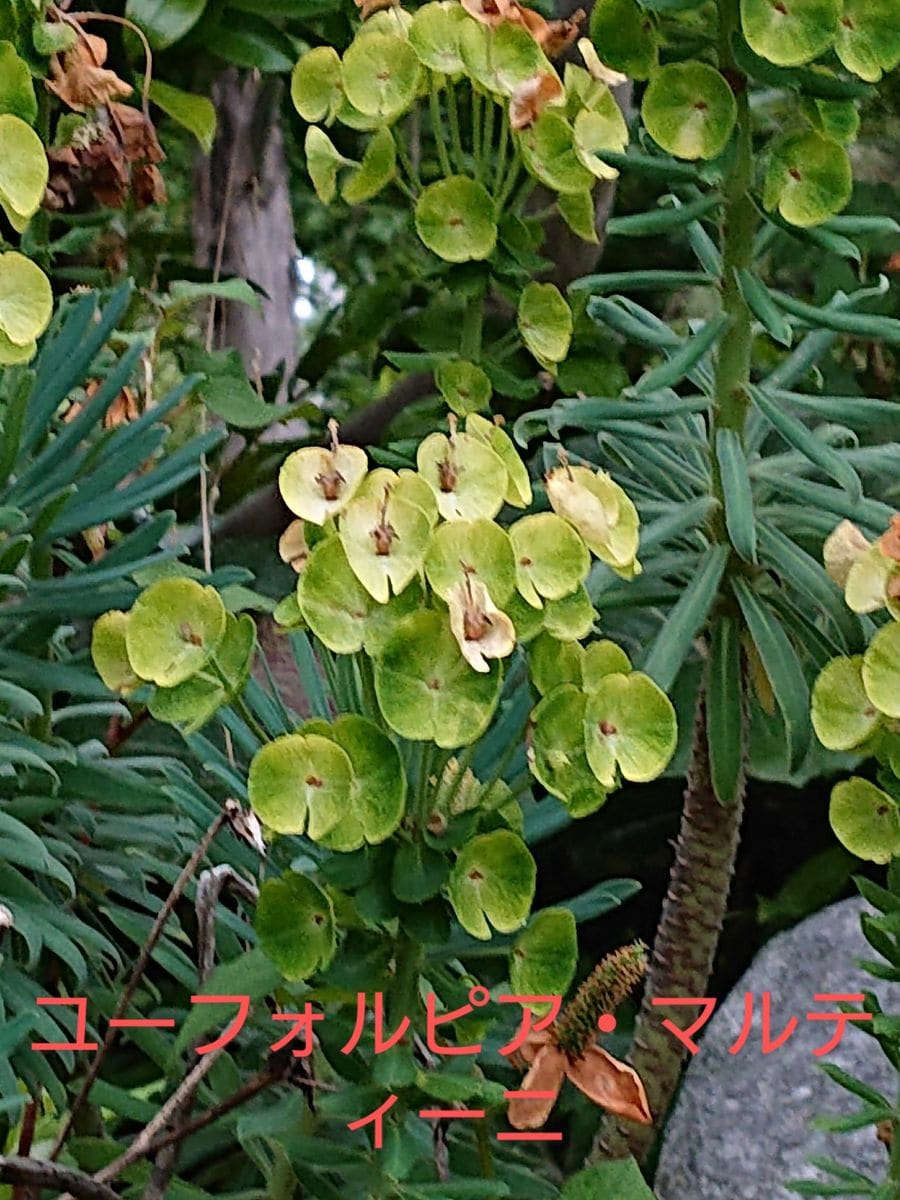 ユーフォルビア（多肉植物）の写真 by ikurazuki ユーフォルビア・マルティニです。  