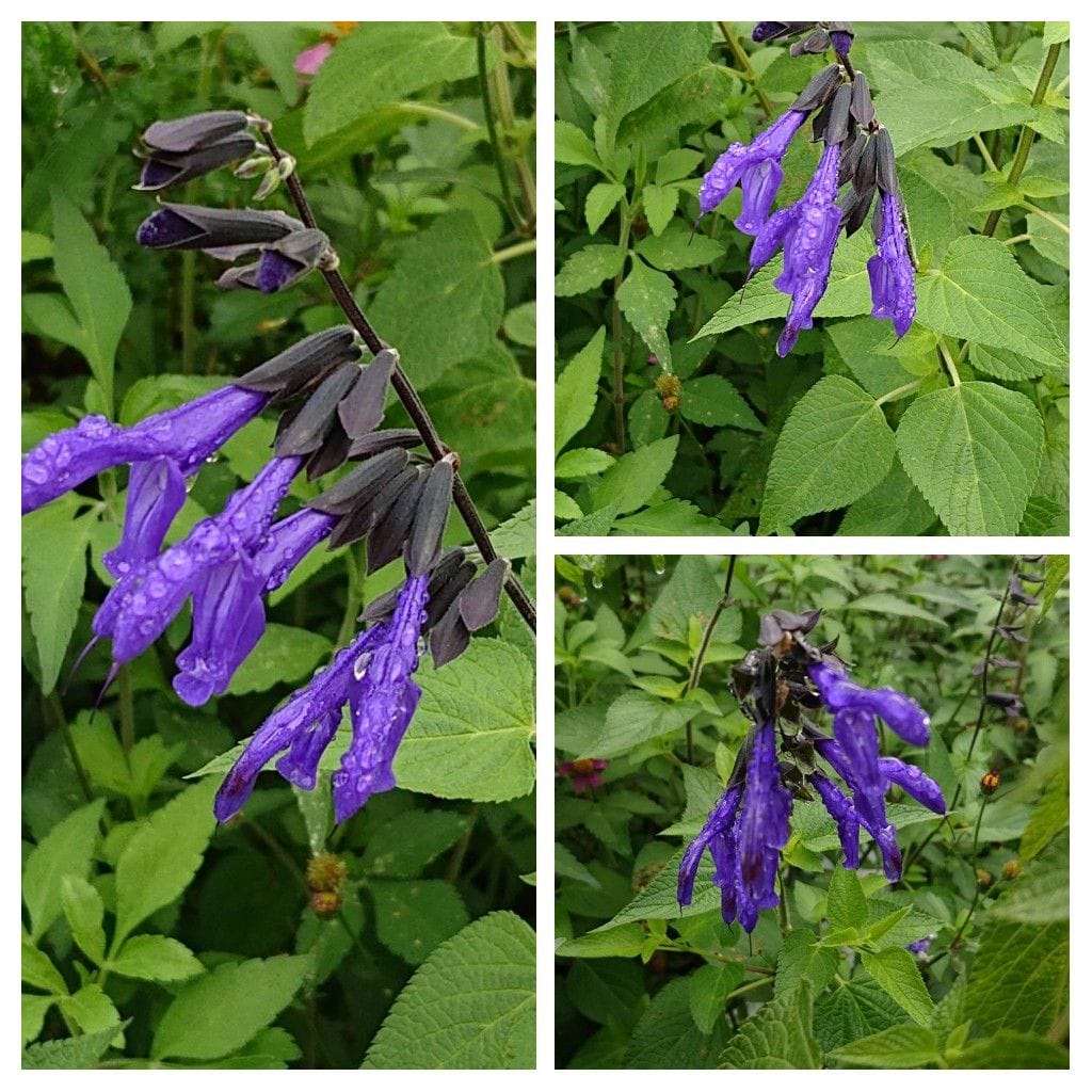 サルビア・ガラニチカです。  近所の花壇に咲いています。鮮やかな色が遠くからでも目