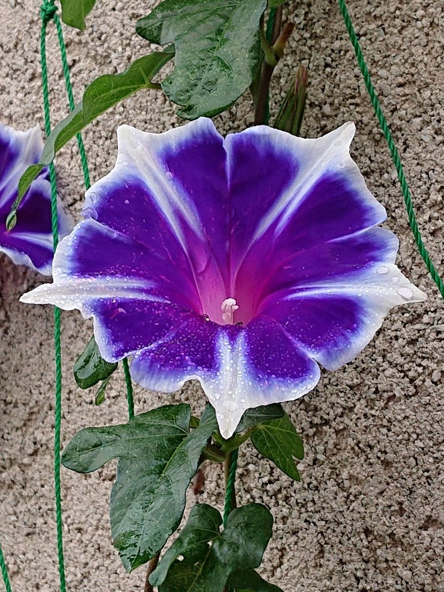 アサガオです。  ご近所の花です。塀の外に大きな鉢植えを置き、寄せ植えされています