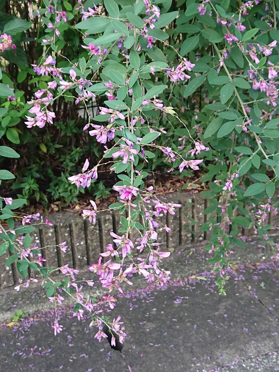 ハギ（萩）の写真 by ikurazuki ハギです。  散歩コースの途中に咲いています。大きな