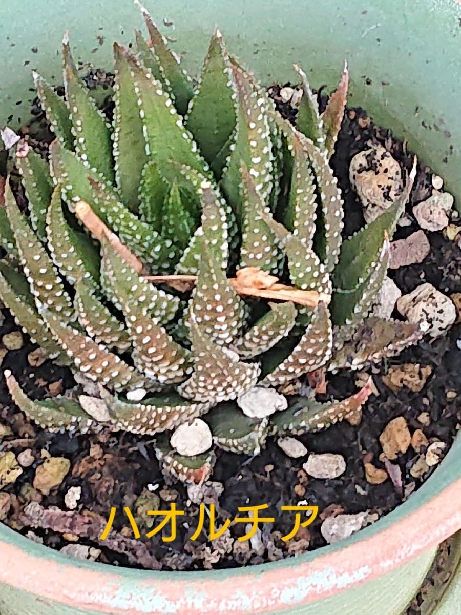 ハオルチアです。  仲良しのご近所さんの花です。多肉植物はあまり得意ではないので、