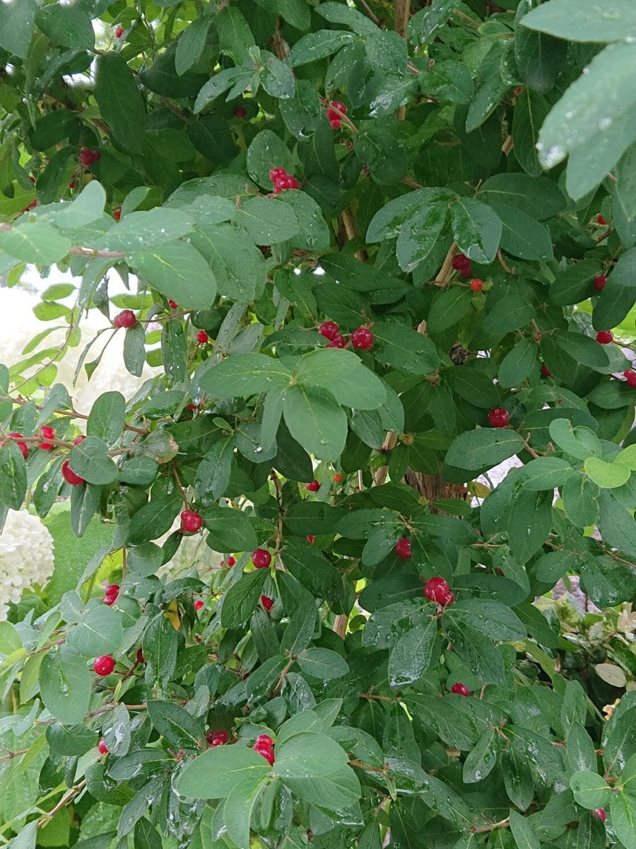 アルタイヒョウタンボクです。  近所の公園の花です。スイカズラ科です。  (6月撮影)