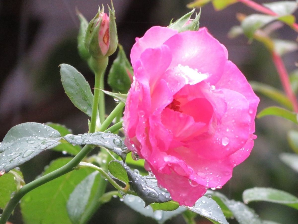 🌻複数の蕾に囲まれたストロベリーアイスの花...🔶みんなの花が咲くまでには、☔長雨が収