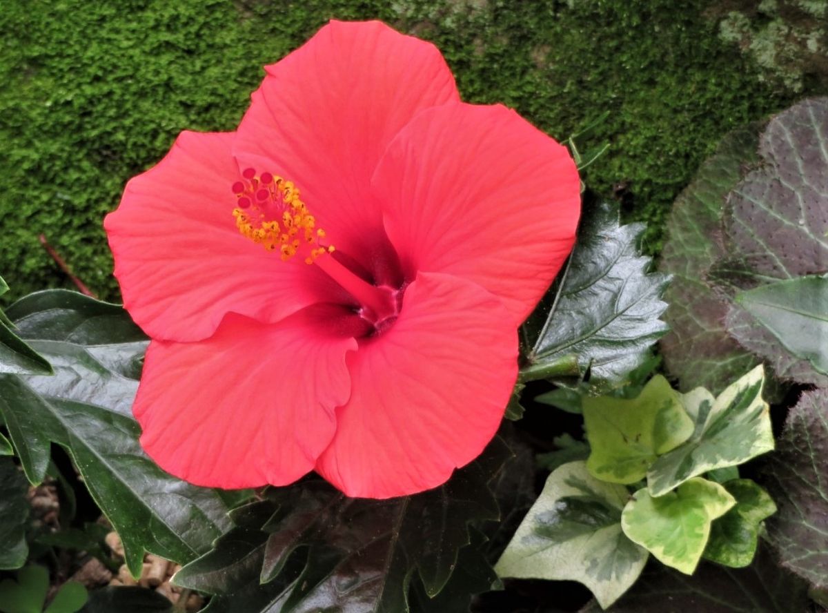 🌻真っ赤な🌺ハイビスカスの花...🔶コンスタントに咲き続けて６つ目の花となり隣で、ヘデ