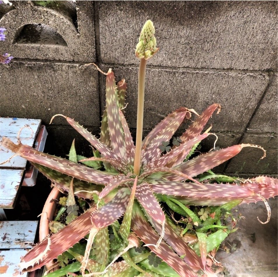 📷裏通路側に置いている大きなアロエベラにも花蕾が...塀と建物に沿った通路が居心地の