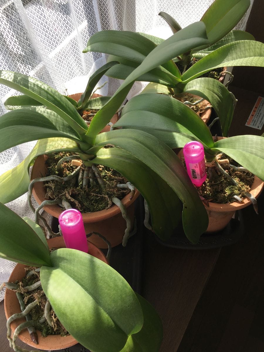 2019年11月 5月に義母さんが大きな見切り品1本を持って帰ってきた。植え替えて育成中