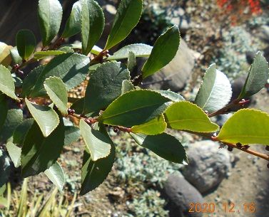 サカキの写真 by 群馬の愛菜家 我が家の「榊」は「姫榊」なのでしょうか。 親父が生前