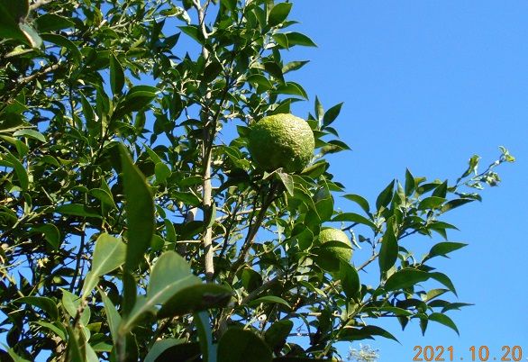 ユズ類の写真 by 群馬の愛菜家 風は強かったですが気分よく、菜園の整備をしました。