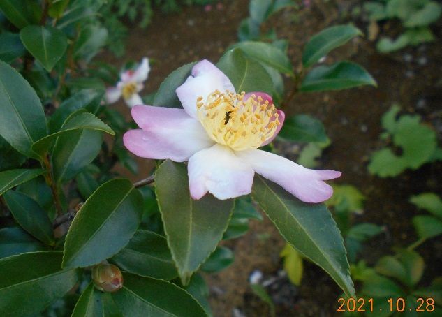 サザンカの写真 by 群馬の愛菜家 今日の「山茶花」、日中は風が強かったです。 私が差